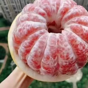 红心柚