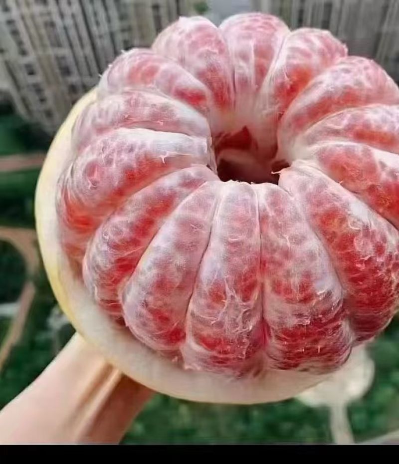 红心柚
