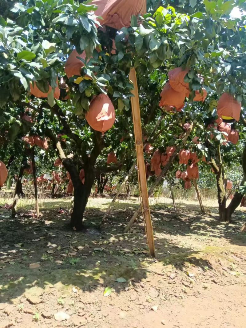 红心柚