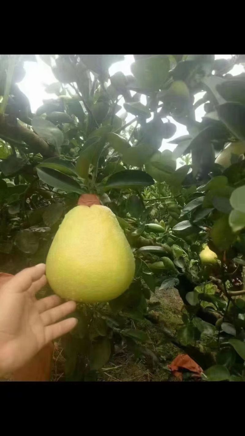 红心柚