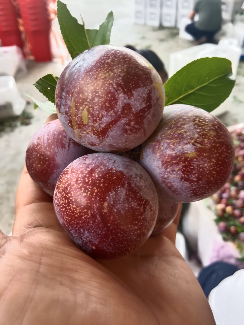 脆红李大量上市了***********