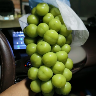 一级果二级果阳光玫瑰