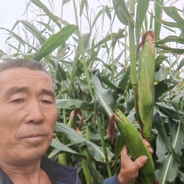 青储玉米