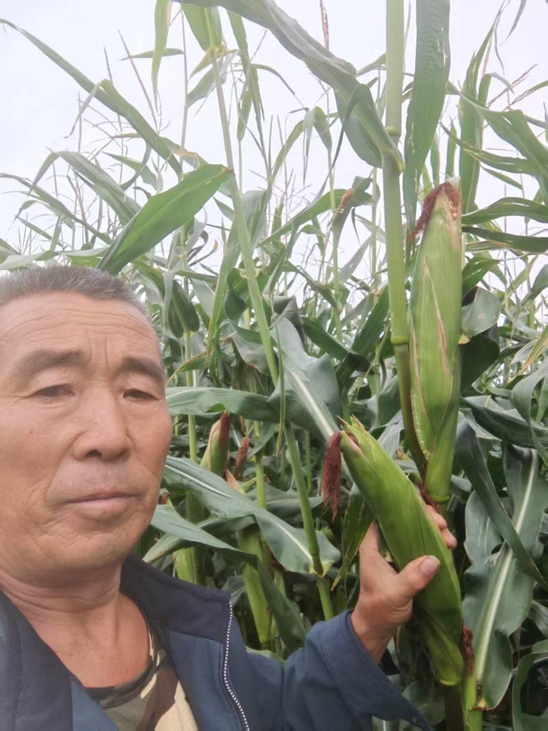 青储玉米