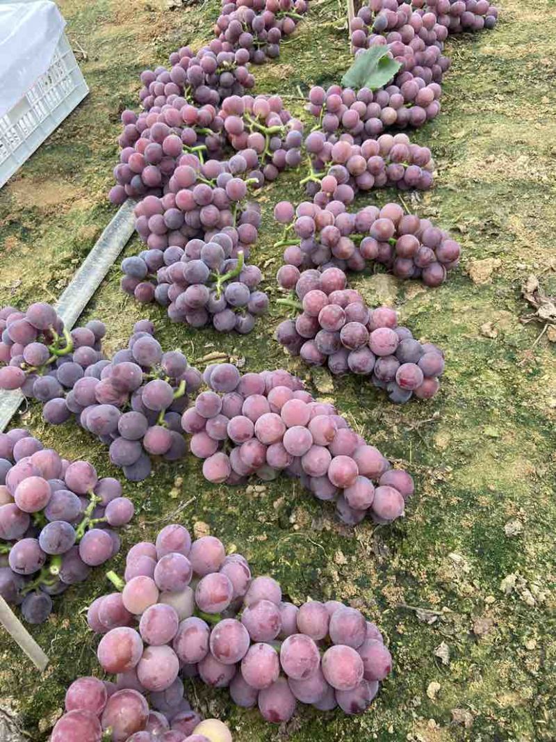 江苏甬优葡萄
