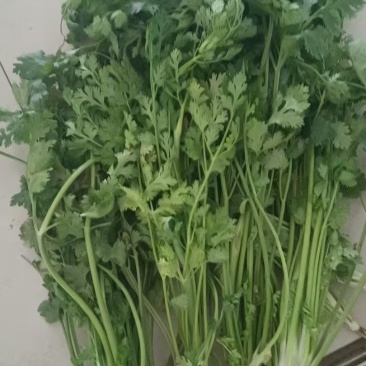 香菜