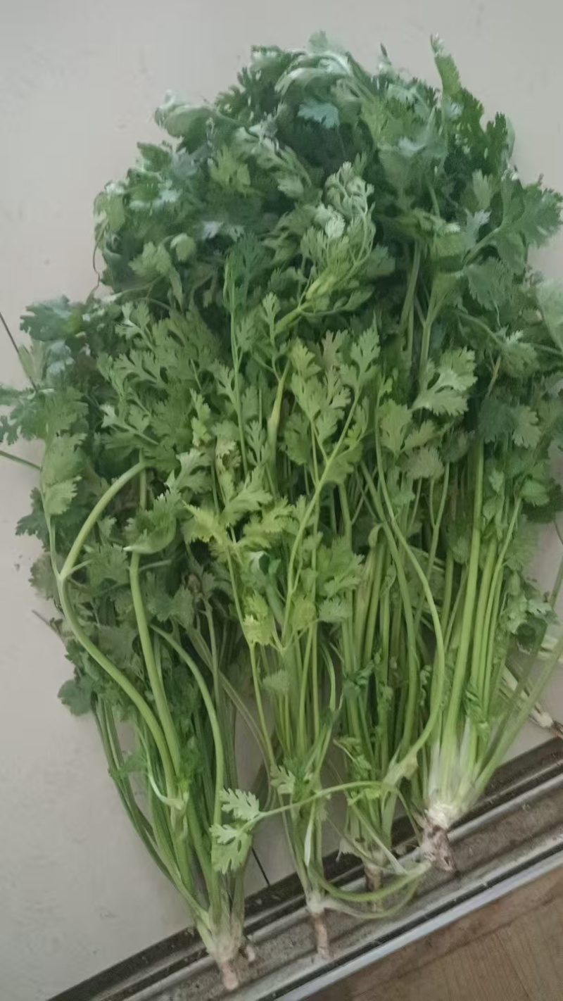 香菜