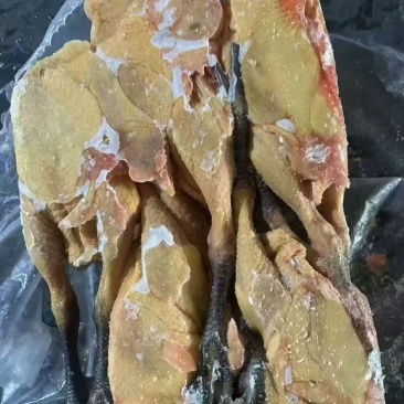 二级五只麻鸡