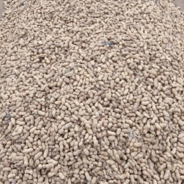 山东刚下来的花生