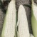 山西。糯玉米。