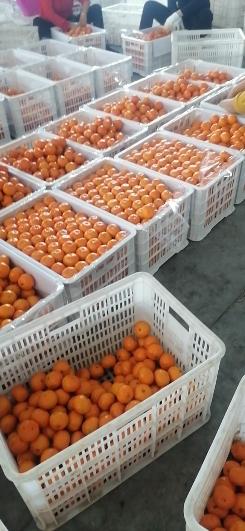 东江湖蜜桔