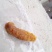 鸡宝