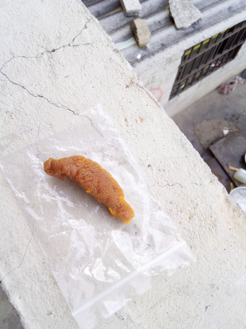 鸡宝