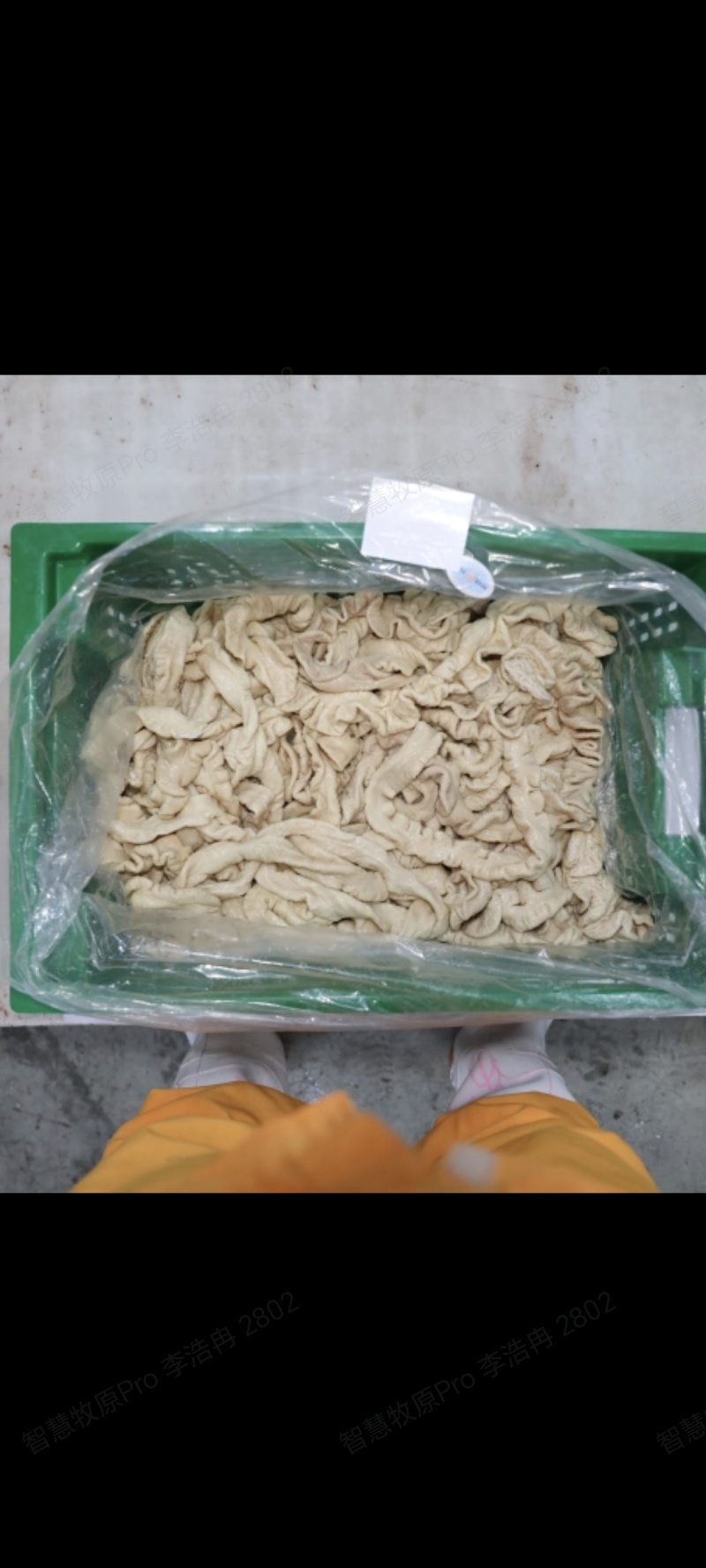 猪大肠大肠头，稳定供应