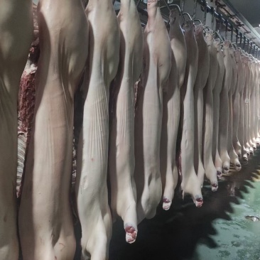 生鲜猪肉