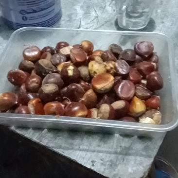板栗