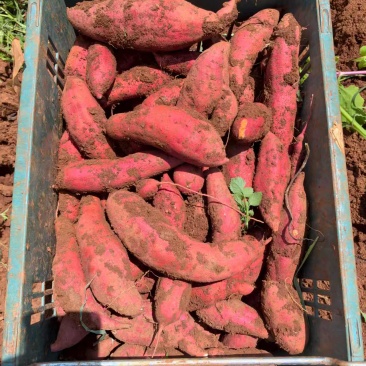 云南省文山市丘北县种植红薯西瓜红200亩左右，现在已可以出货