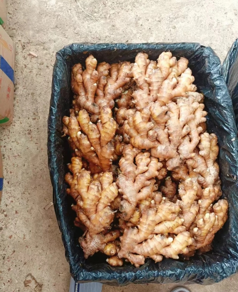 贵州小黄姜新鲜嫩姜嫩小黄姜
