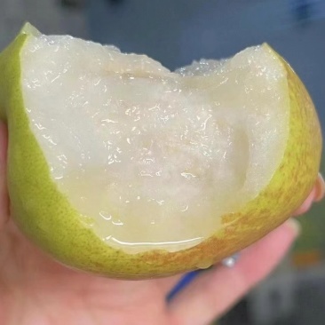 玉露香梨、酥梨