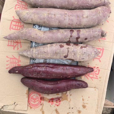 红薯