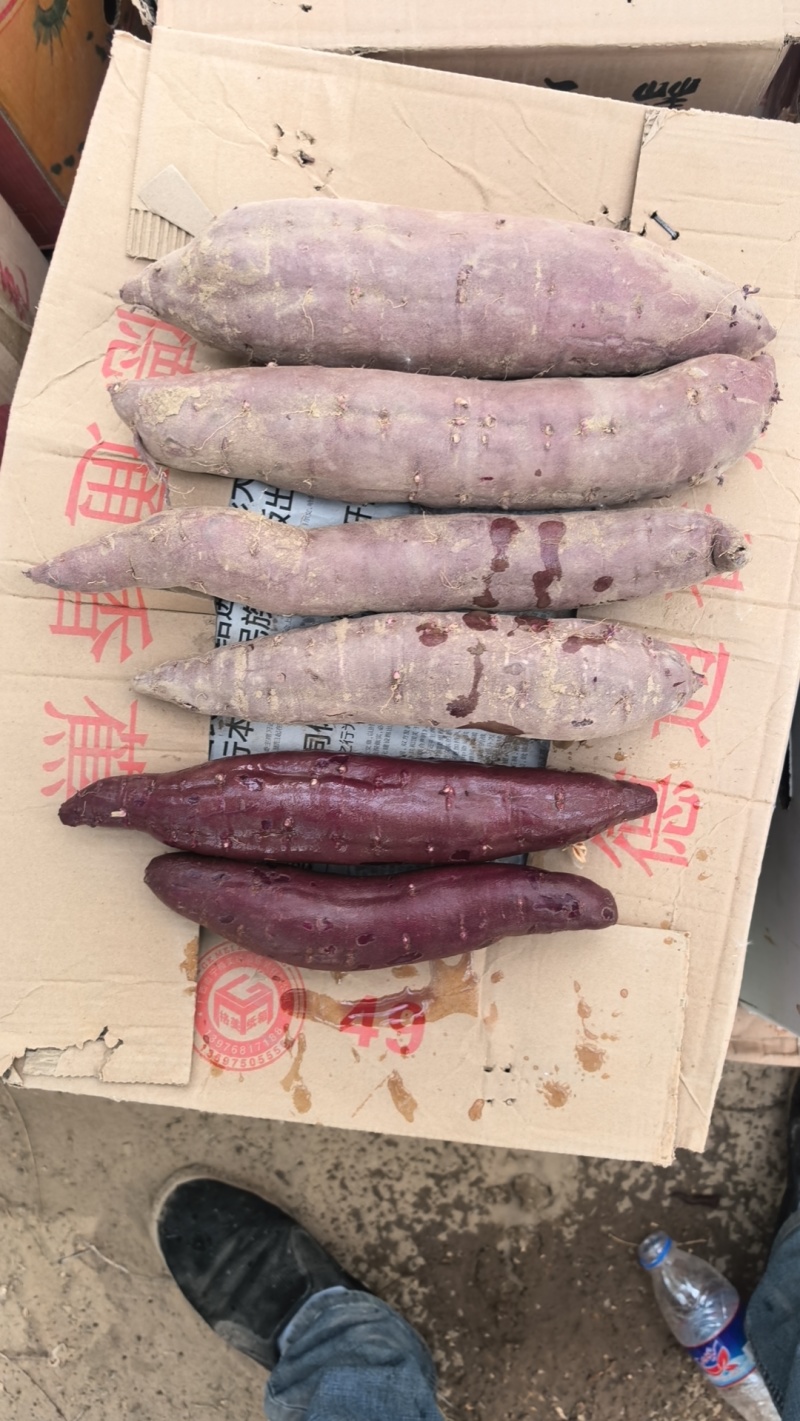 红薯
