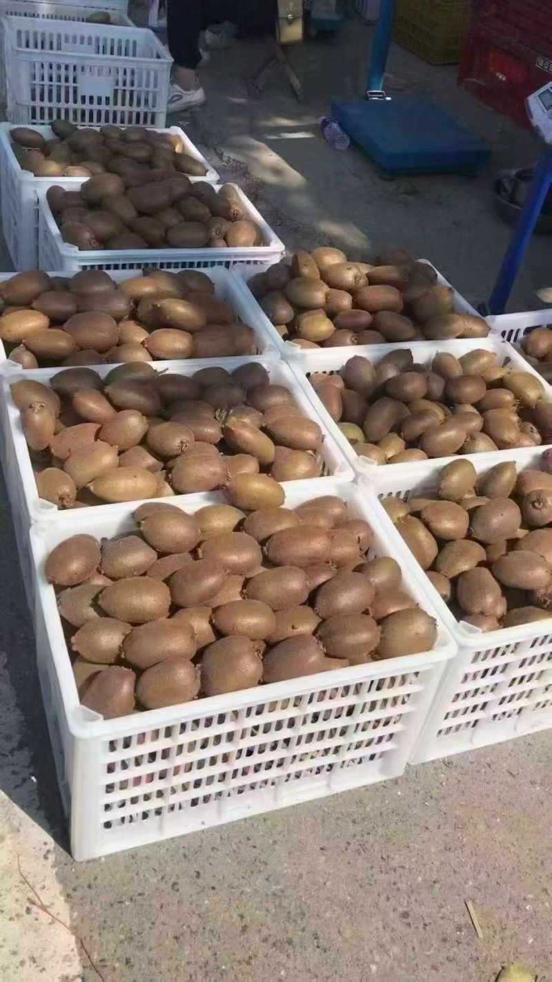 周至翠香猕猴桃