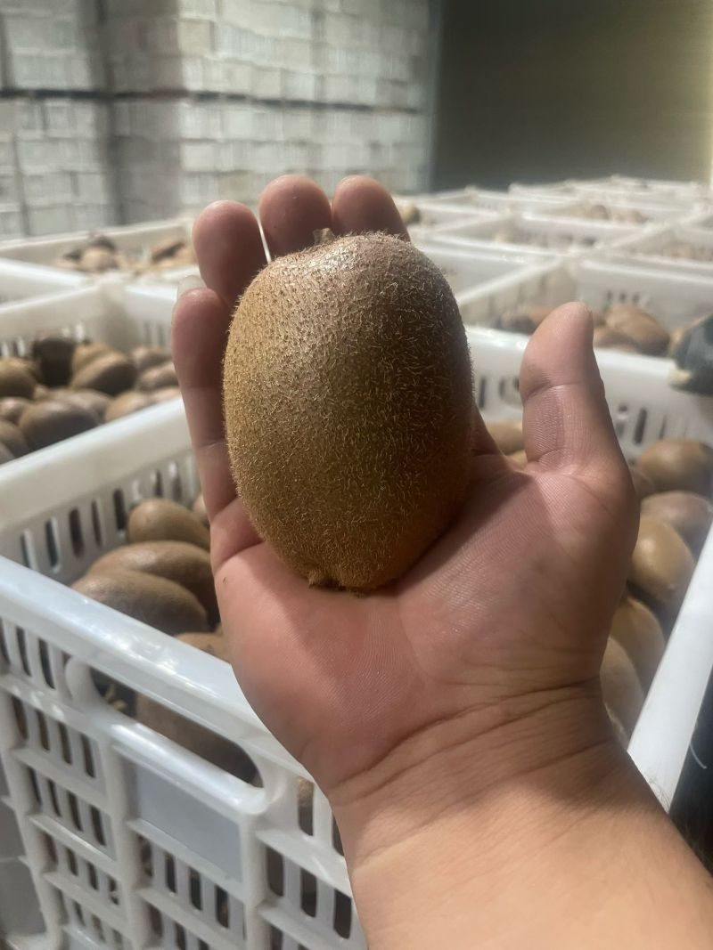 周至翠香猕猴桃