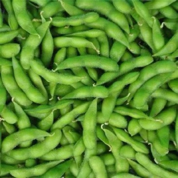 毛豆