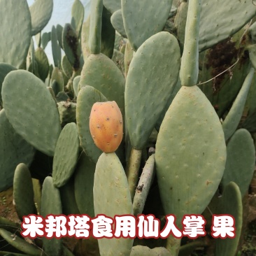米邦塔食用仙人掌，种片，加工片，黄花黄果