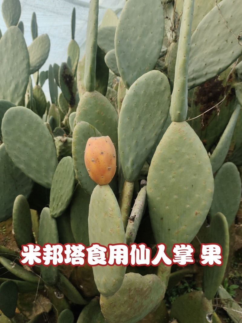 米邦塔食用仙人掌，种片，加工片，黄花黄果