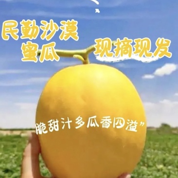 民勤县金冠
