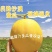 民勤县金冠