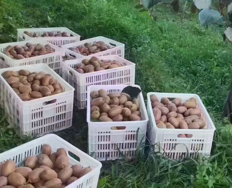 陕西周至秦岭翠香猕猴桃