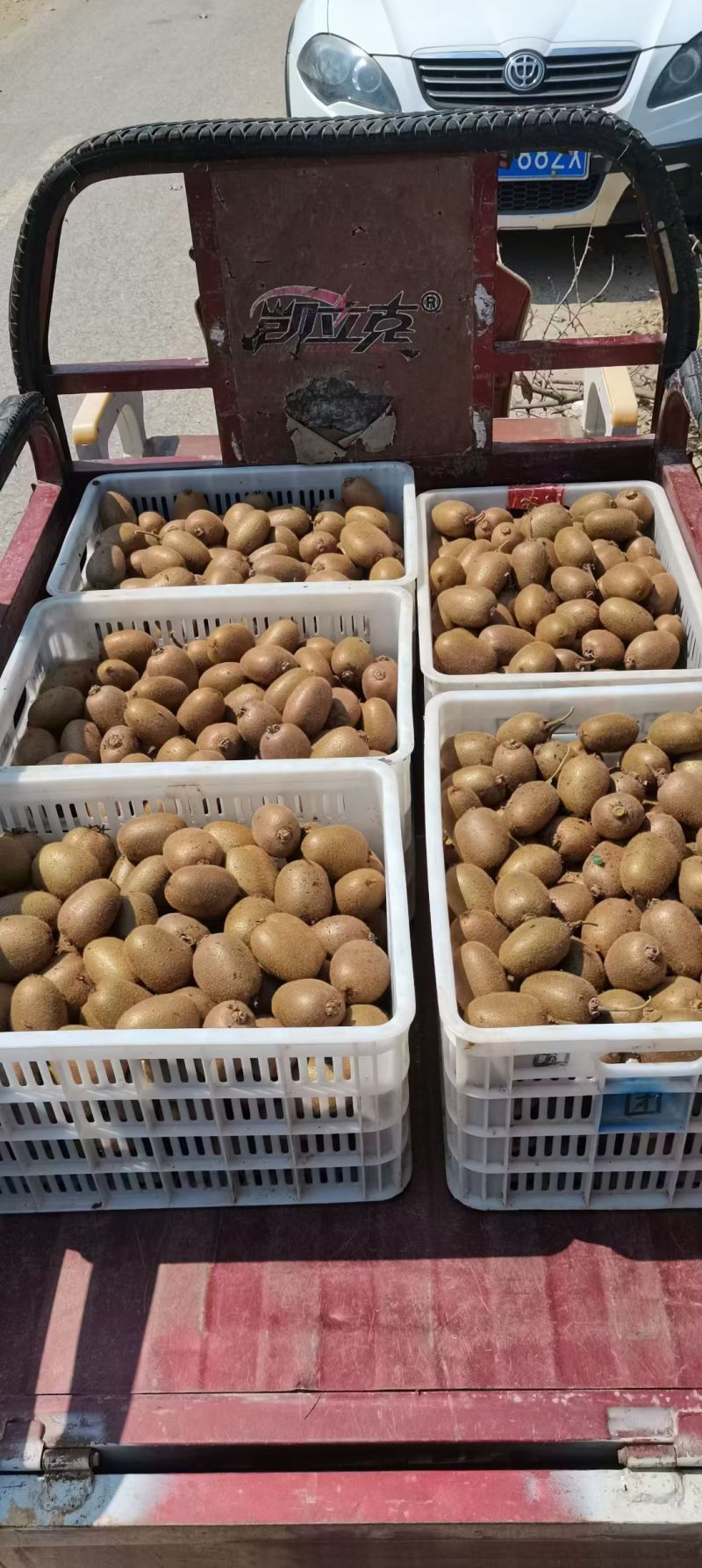 陕西周至秦岭翠香猕猴桃