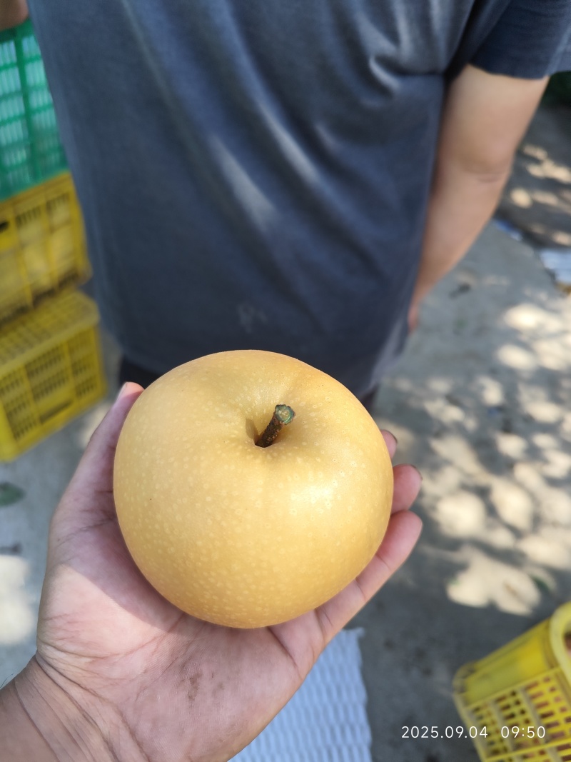 山东青岛莱西秋月梨
