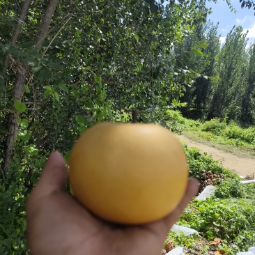 山东青岛莱西秋月梨