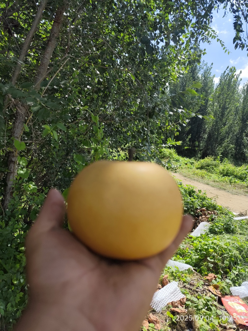 山东青岛莱西秋月梨