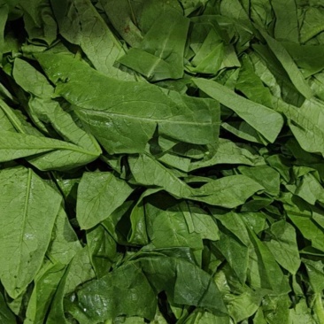 长期采购油麦菜蔬菜能长期供货的联系要求品质保障诚信经营