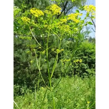 湖北随州黄花败酱草干货