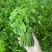 广西新鲜树仔菜五指山野菜空运包邮