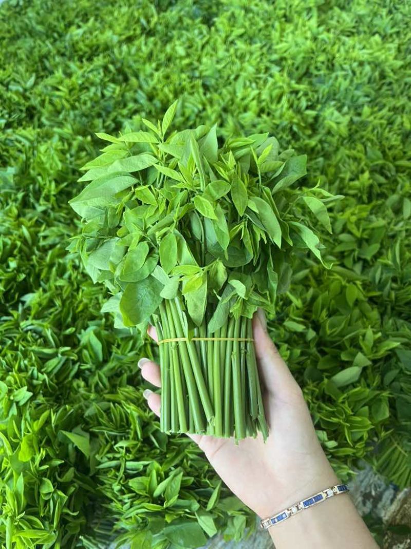 广西新鲜树仔菜五指山野菜空运包邮