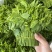 广西新鲜树仔菜五指山野菜空运包邮
