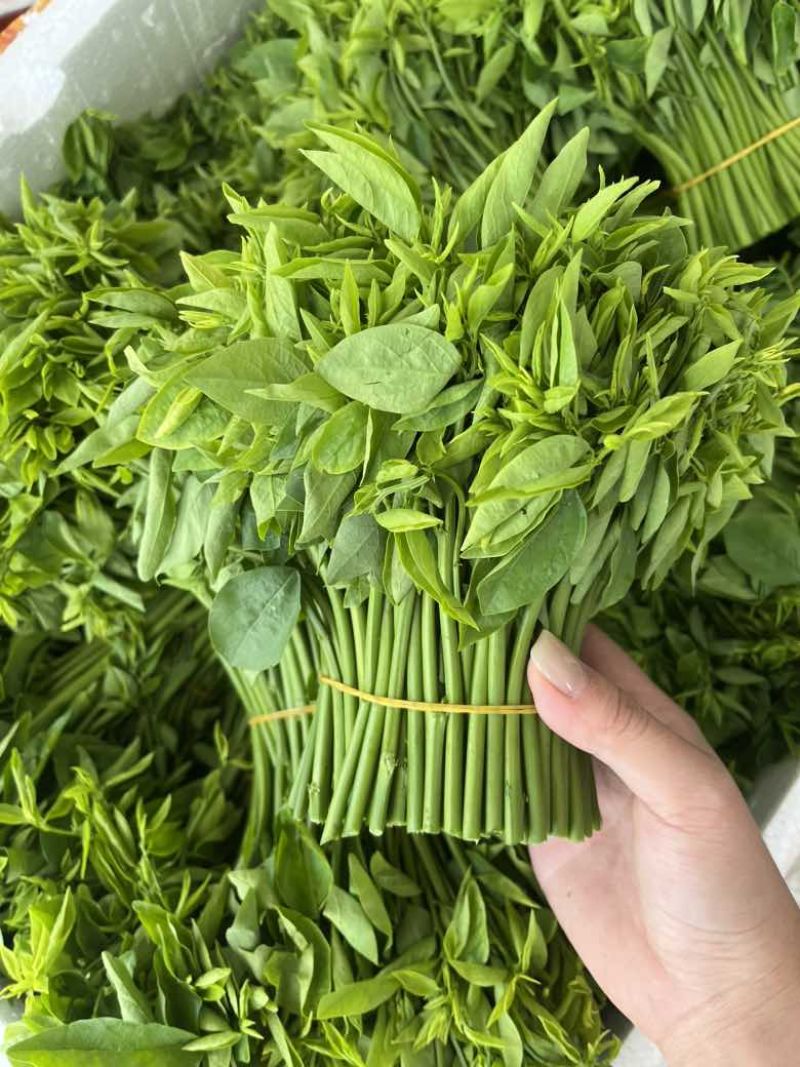 广西新鲜树仔菜五指山野菜空运包邮