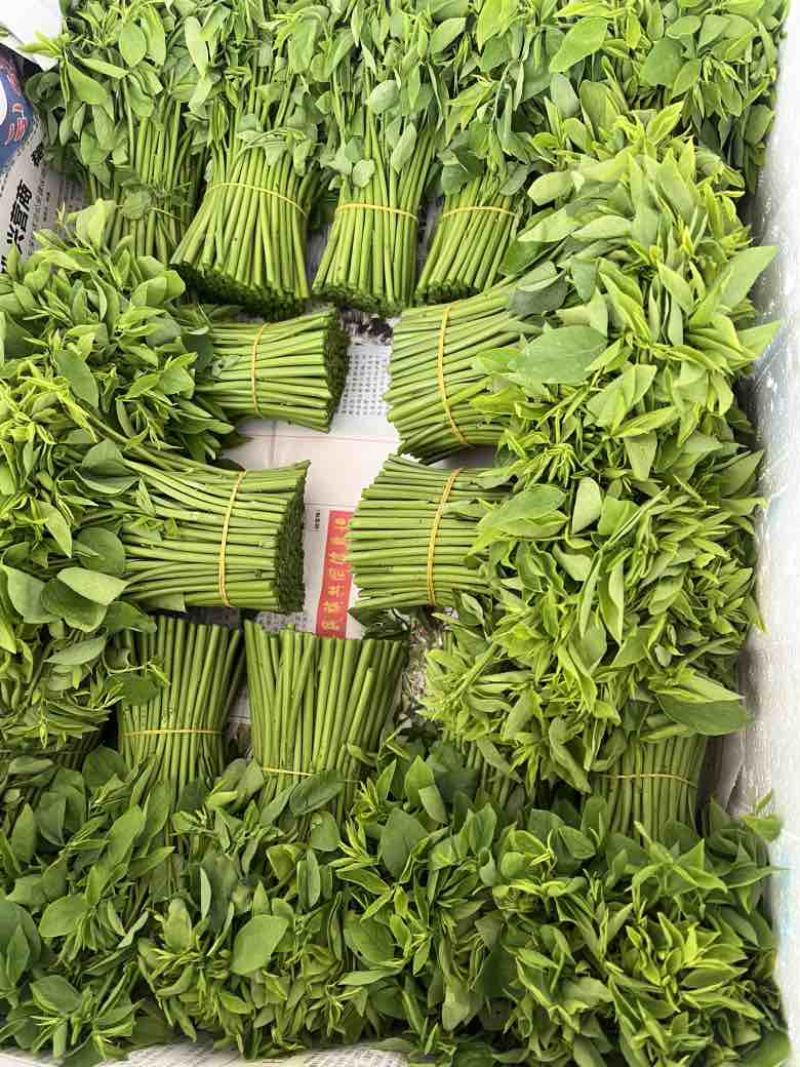 广西新鲜树仔菜五指山野菜空运包邮