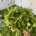 广西新鲜树仔菜五指山野菜空运包邮