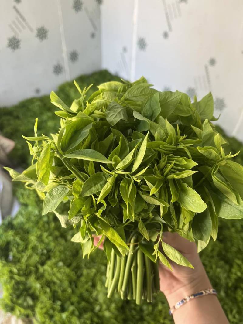 广西新鲜树仔菜五指山野菜空运包邮