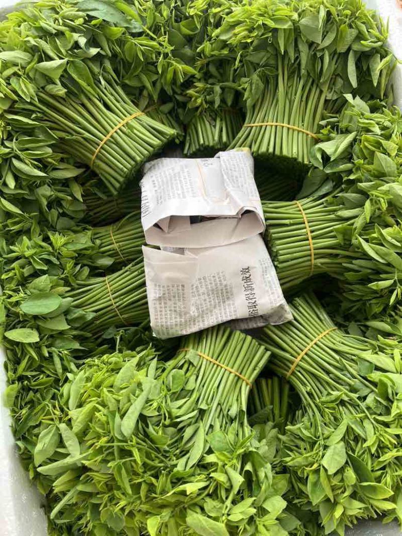 广西新鲜树仔菜五指山野菜空运包邮