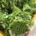 广西新鲜树仔菜五指山野菜空运包邮