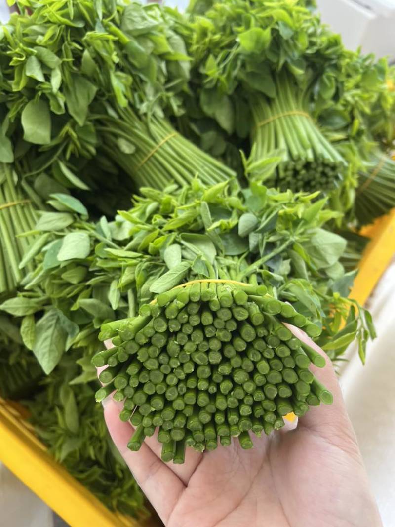 广西新鲜树仔菜五指山野菜空运包邮