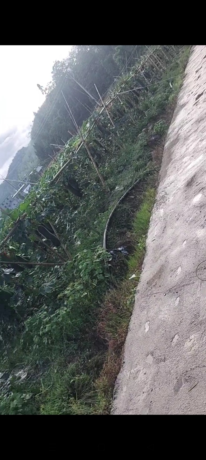 贵州省铜仁市沿河县东瓜